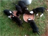 Great Dane Pups For Sale